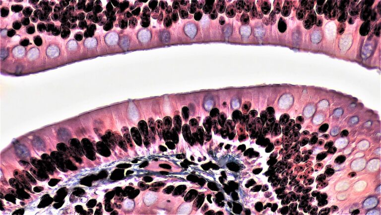 Histologia – Prova final