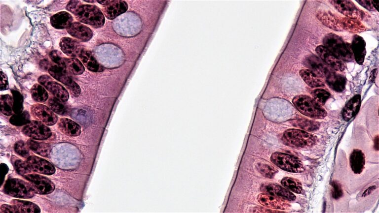 Final – Histologia